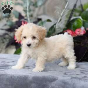 Casey, Bich-Poo Puppy